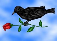 Raven and the rose